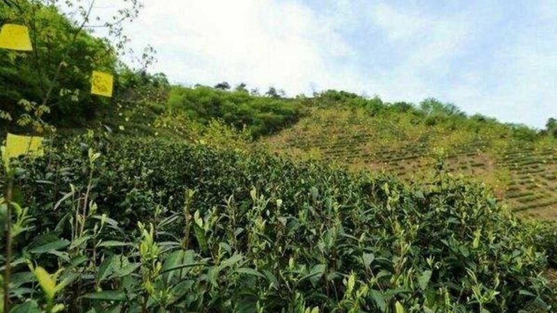 北京有机蔬菜种植土供应商